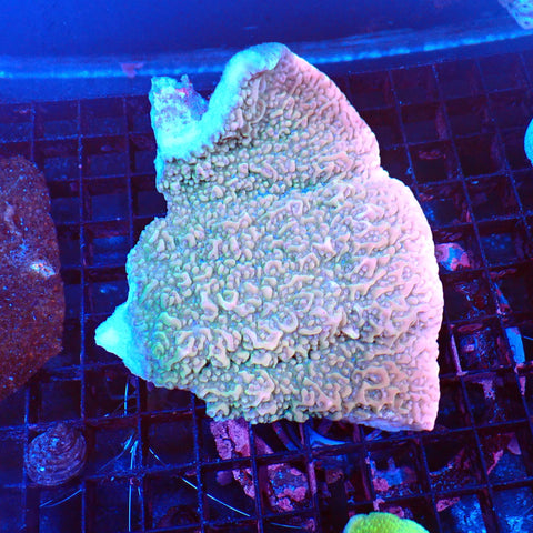 Montipora Sp AA006 | Montipora sp. - Red Sea 20K LED