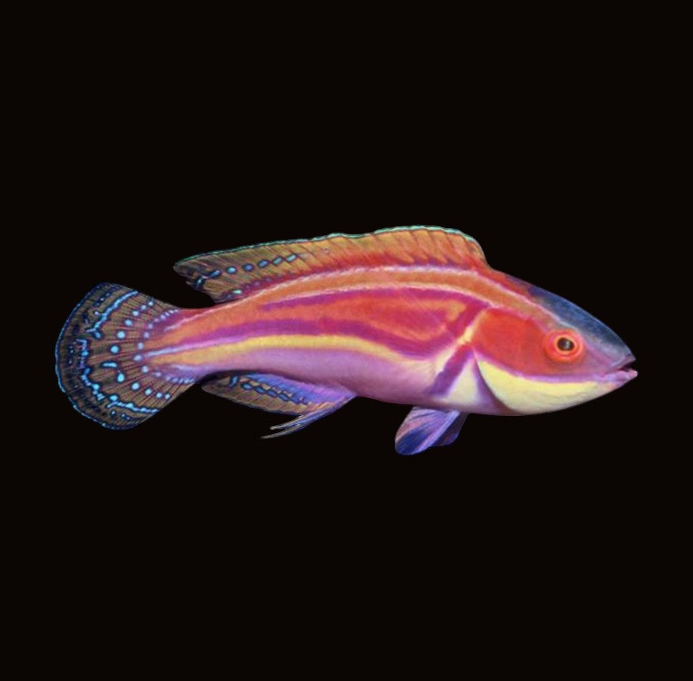 Magenta Streaked Wrasse | Cirrhilabrus laboutei