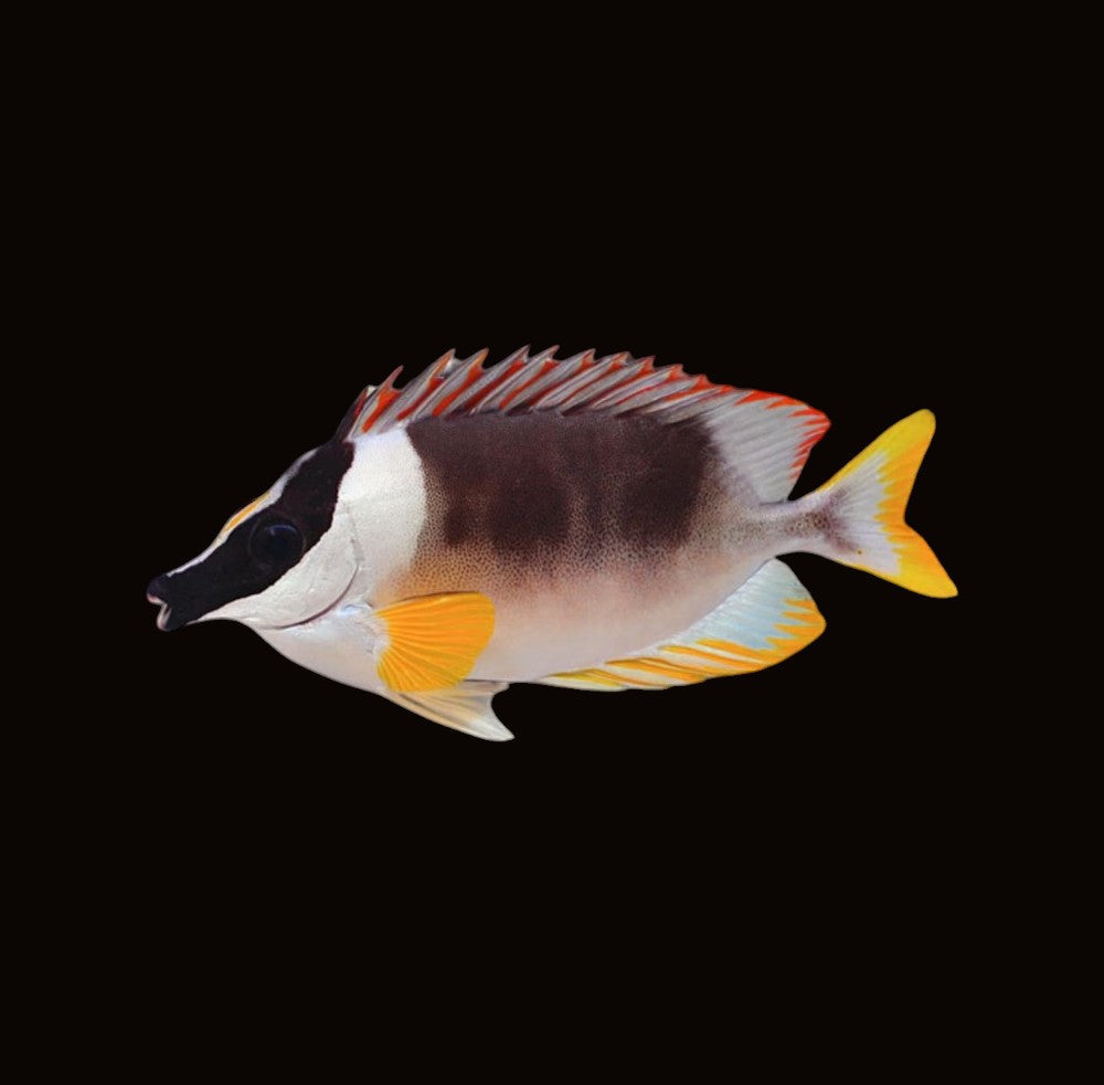 Magnificent Fox Face Rabbitfish | Siganus magnificus