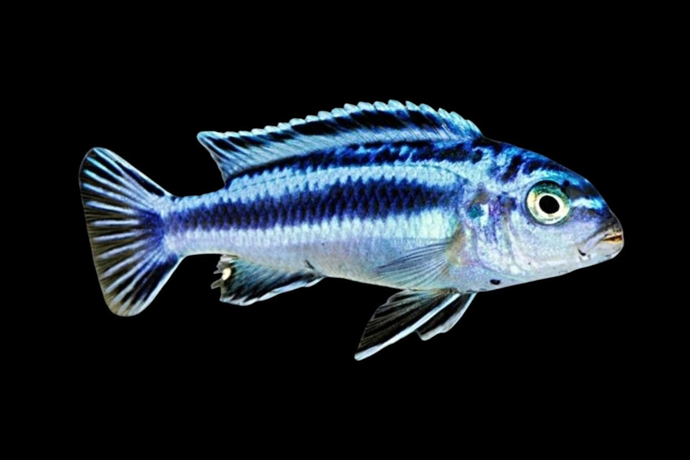 Maingano Cichlid
