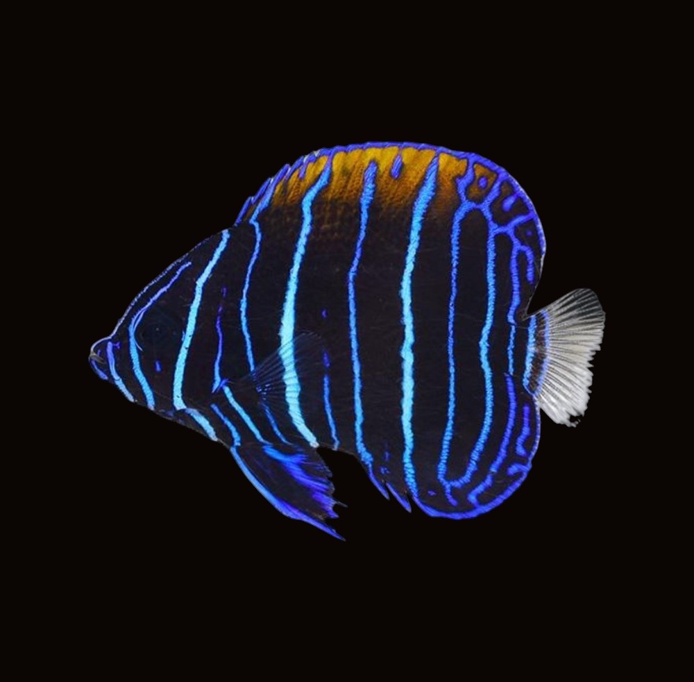 Majestic Angelfish juvenile | Pomacanthus navarchus