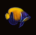 Majestic Angelfish Adult | Pomacanthus navarchus