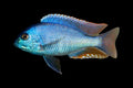Malawi Bream