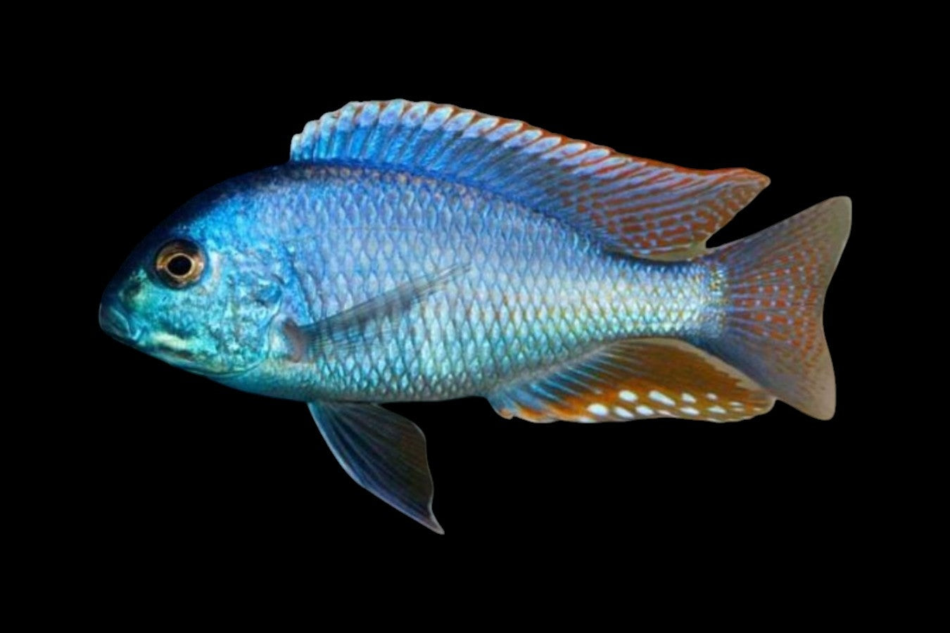 Malawi Bream