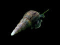 Malaysian Trumpet Snail