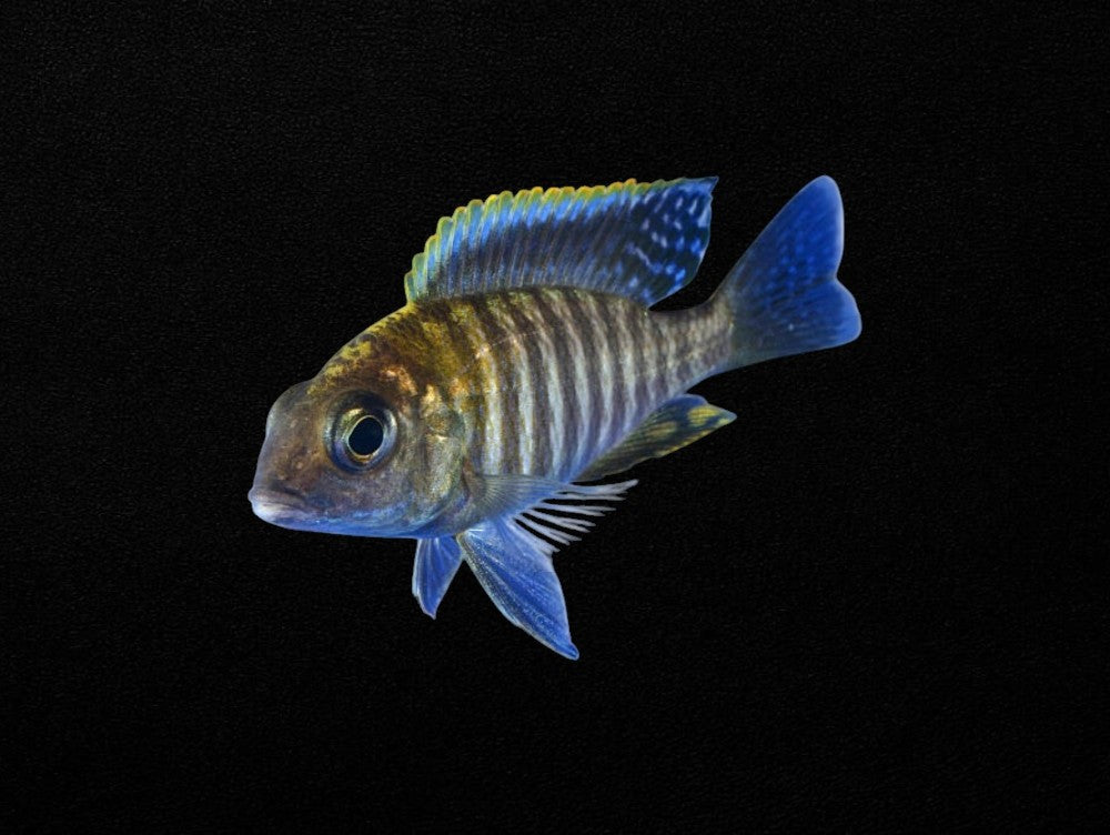 Marble Peacock Cichlid