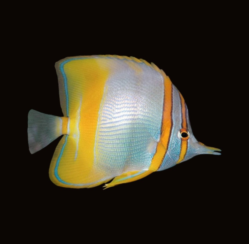 Marginal Butterfly Fish | Chelmon marginalis
