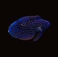Marine Betta | Calloplesiops altivelis