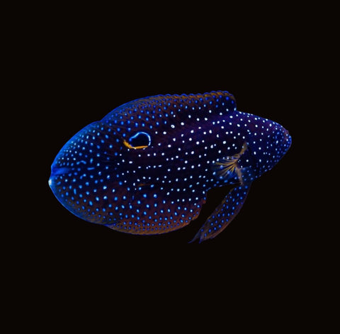 Marine Betta | Calloplesiops altivelis
