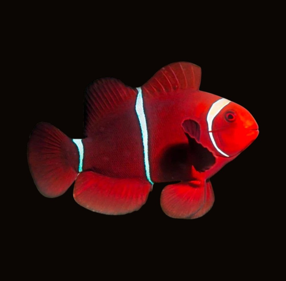 Maroon Clownfish | Amphiprion biaculeatus