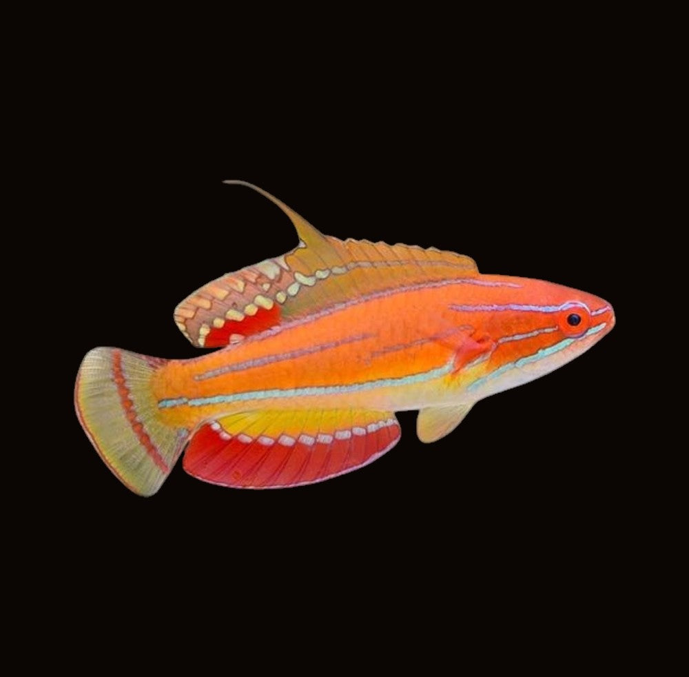 McCosker's Flasher Wrasse | Paracheilinus mccoskeri