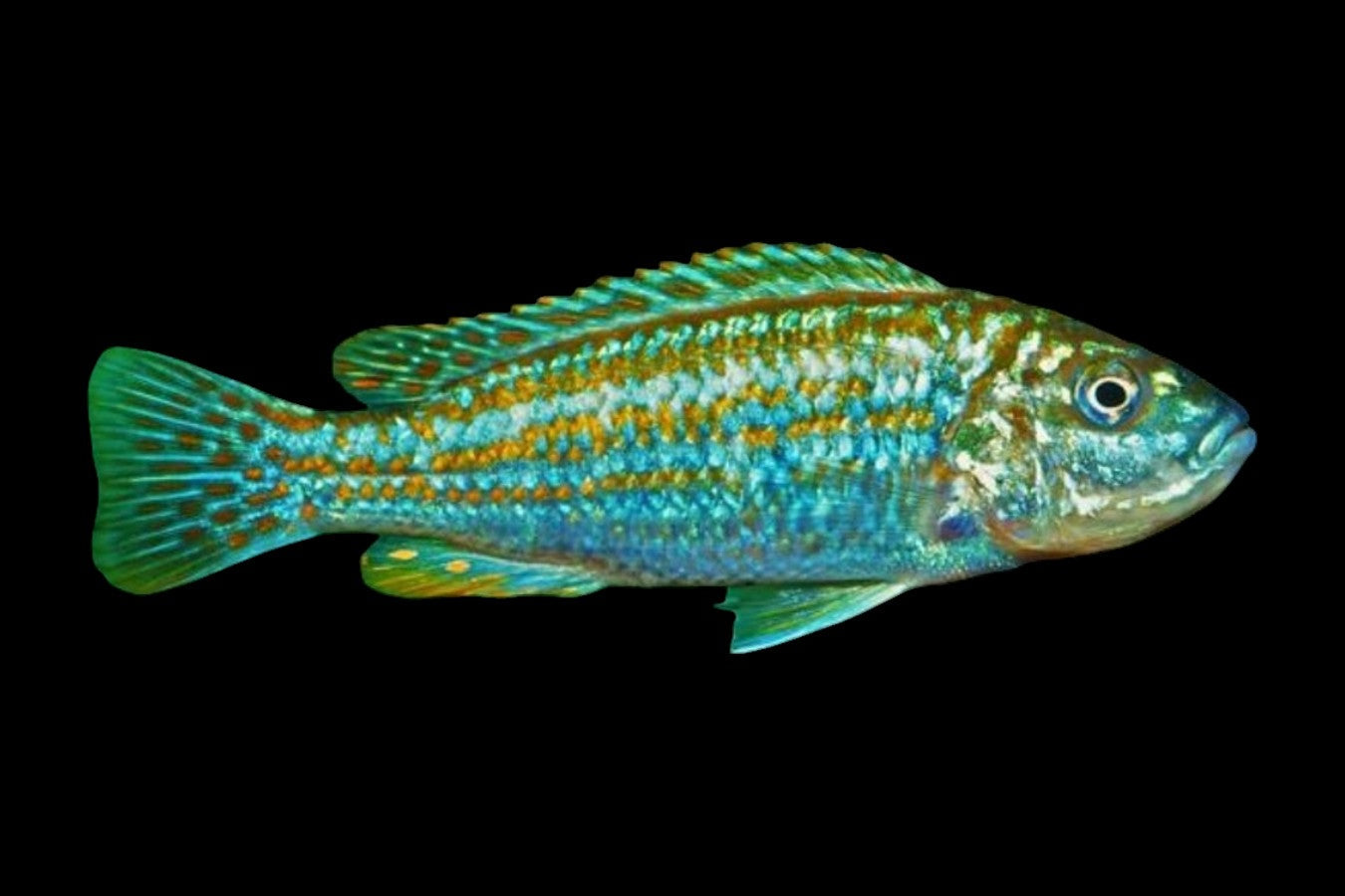 Melanochromis joanjohnsonae