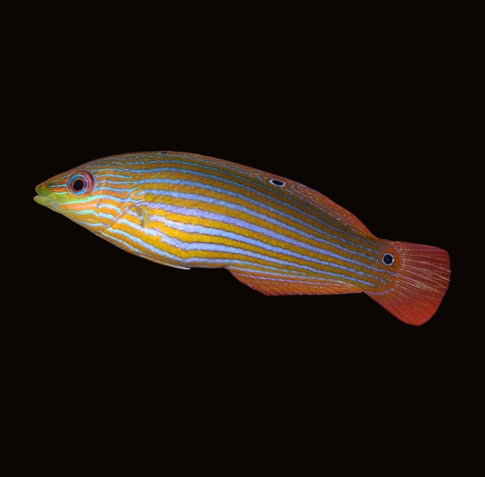 Melanurus Wrasse | Halichoeres melanurus