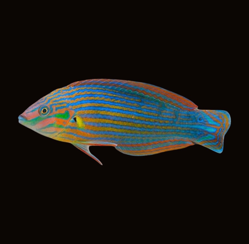 Melanurus Wrasse | Halichoeres melanurus