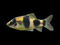 Melon Barb