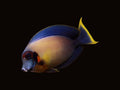 Mimic Tang Adult | Acanthurus pyroferus