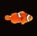 Misbar Percula Clownfish | Amphiprion percula