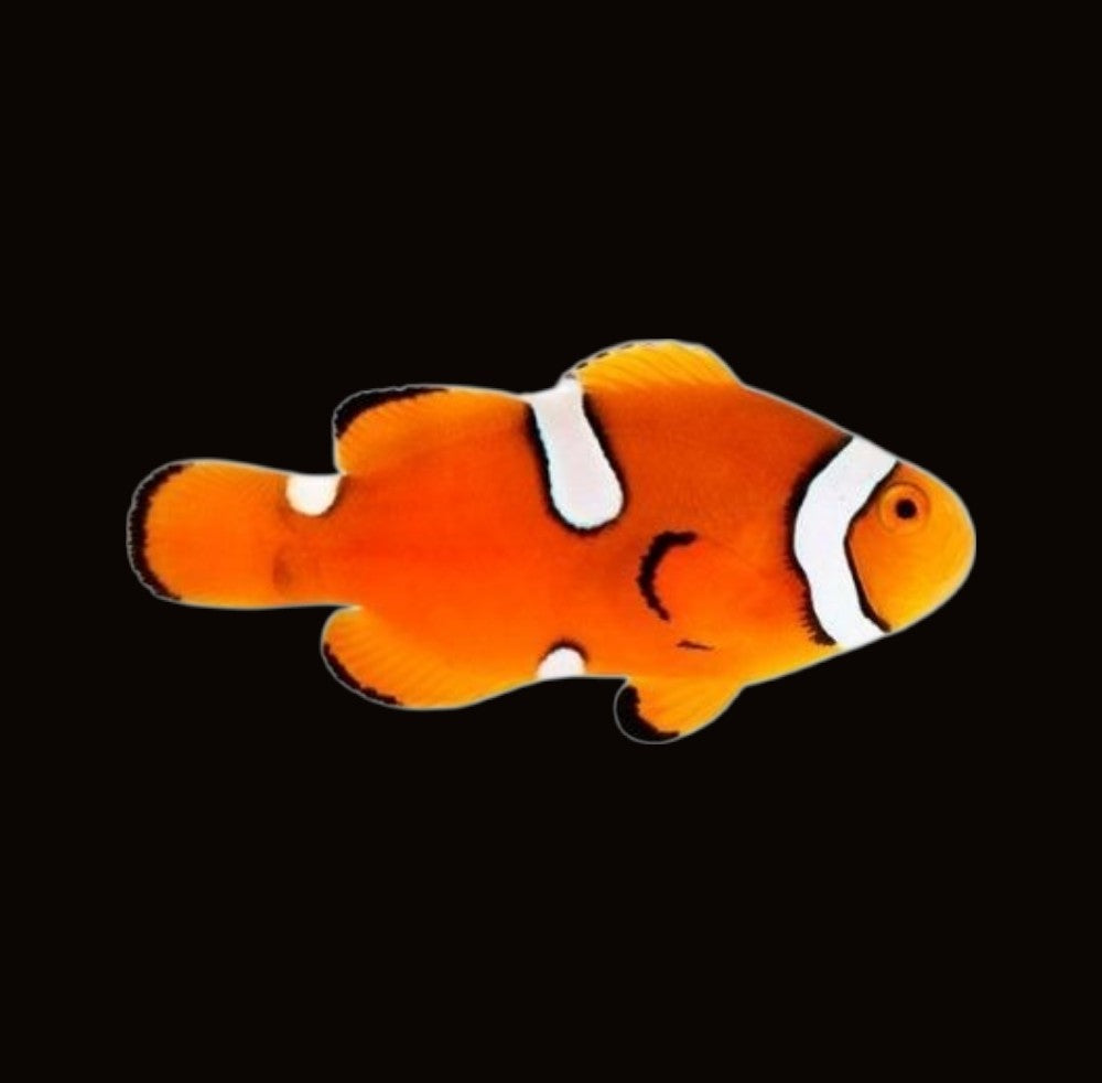 Misbar Percula Clownfish | Amphiprion percula
