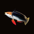 Monsoon Wrasse Female | Cirrhilabrus hygroxerus