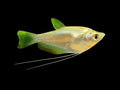Moonlight Gourami