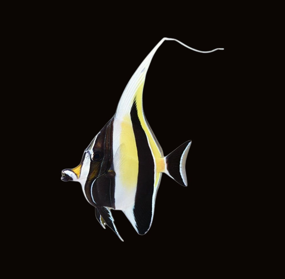 Moorish Idol | Zanclus cornutus