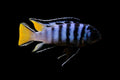 Mphanga Cichlid