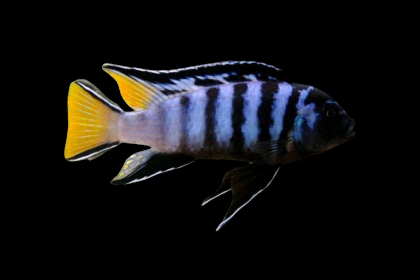 Mphanga Cichlid