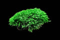 Mt Glorious Fissidens
