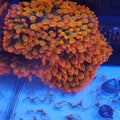 Rose Bubble Tip Anemone XL | Entacmaea quadricolor