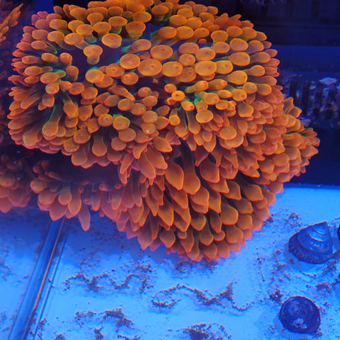 Rose Bubble Tip Anemone XL | Entacmaea quadricolor