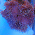 Magnificent Anemone | Heteractis magnifica