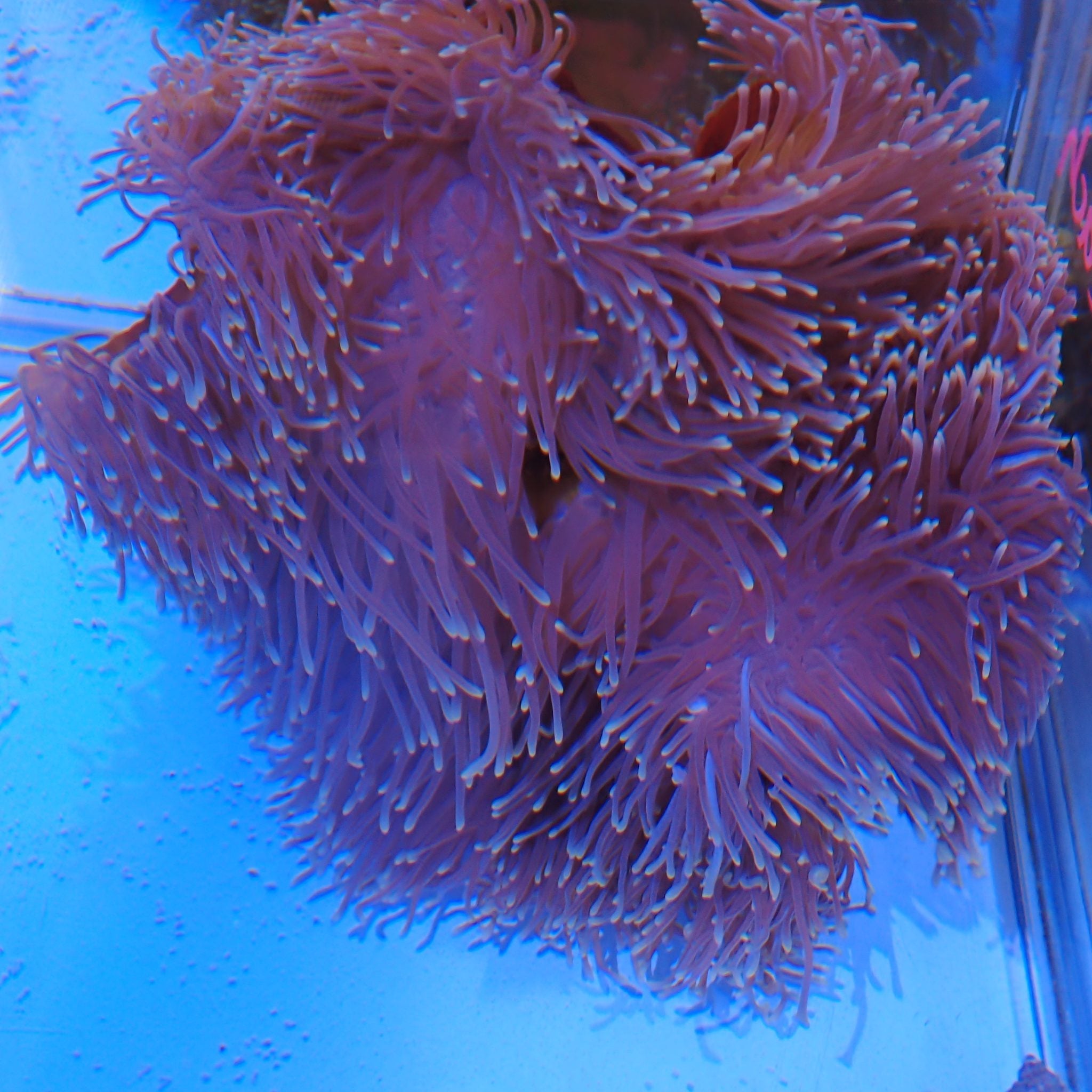 Magnificent Anemone | Heteractis magnifica