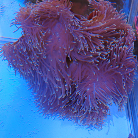 Magnificent Anemone | Heteractis magnifica