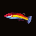 Naoko Fairy Wrasse | Cirrhilabrus naokoae