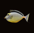Naso Tang | Naso lituratus