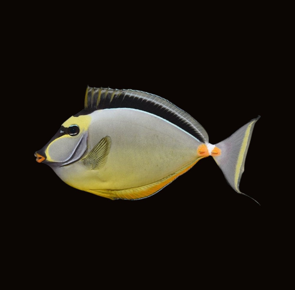 Naso Tang | Naso lituratus