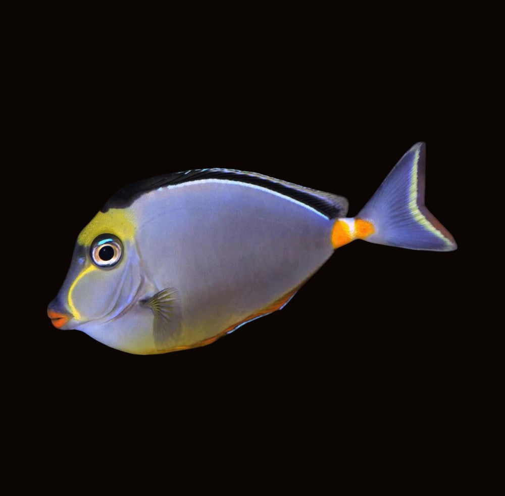 Naso Tang | Naso lituratus
