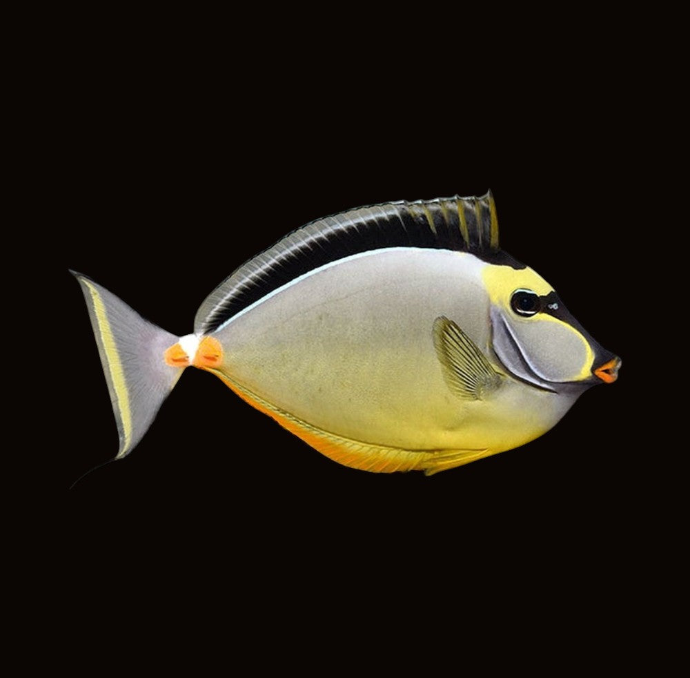 Naso Tang | Naso lituratus