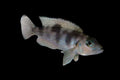 Neolamprologus hecqui