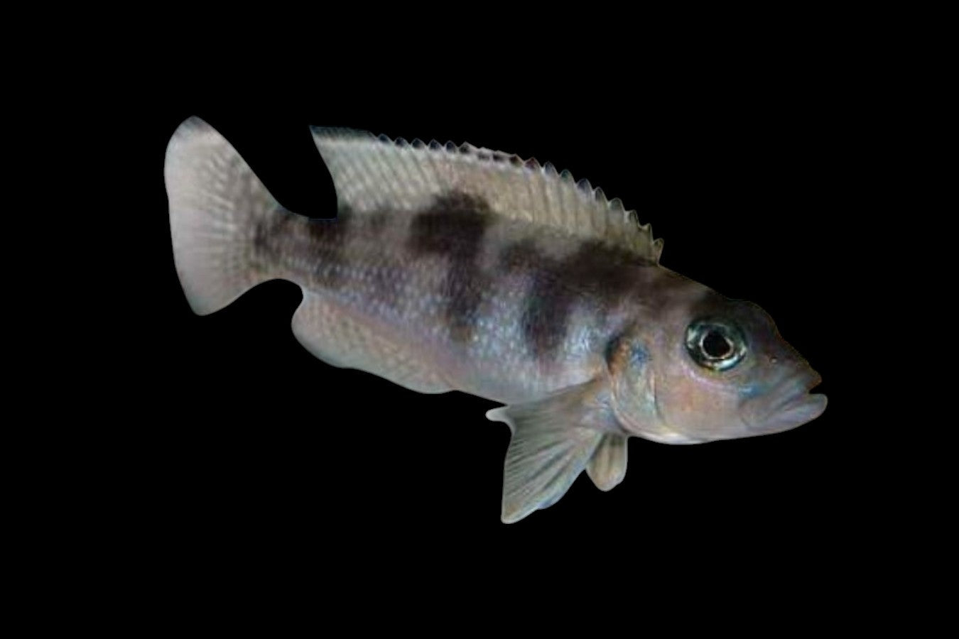 Neolamprologus hecqui