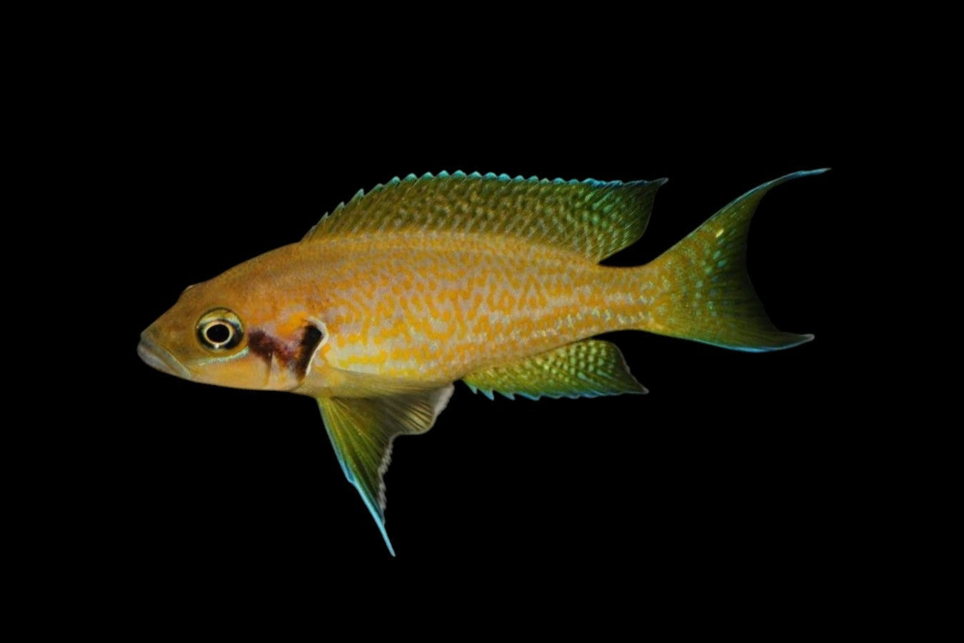 Neolamprologus helianthus