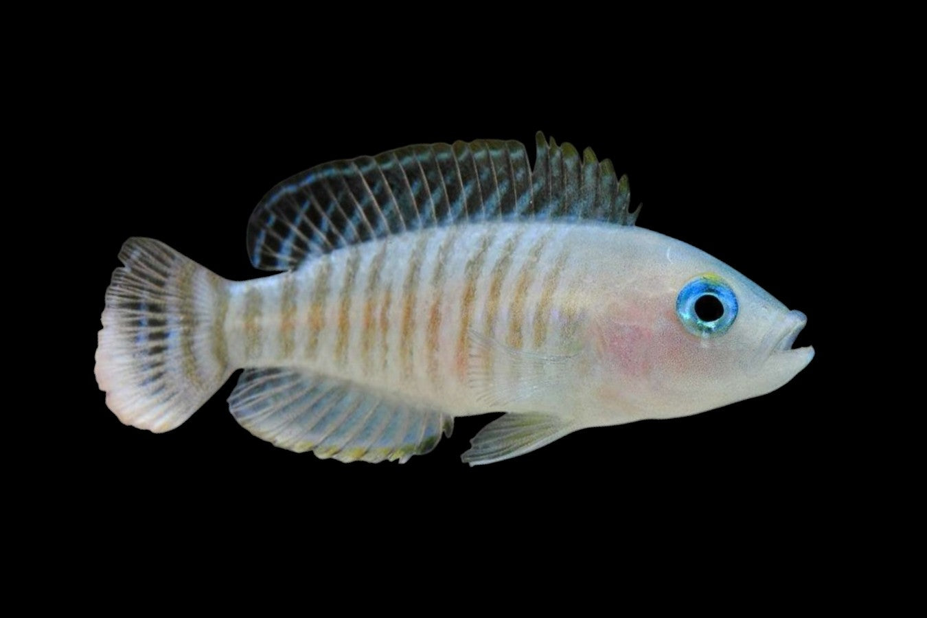 Neolamprologus multifasciatus