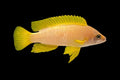 Neolamprologus mustax