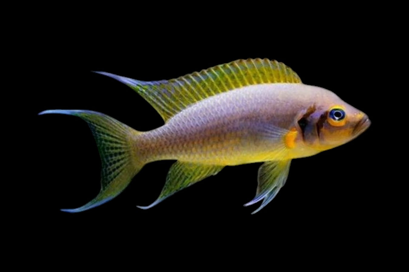 Neolamprologus pulcher