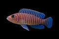 Neolamprologus similis