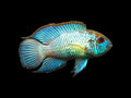 Neon Blue Acara Cichlid