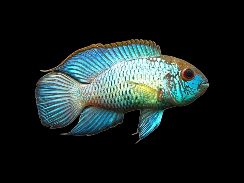 Neon Blue Acara Cichlid