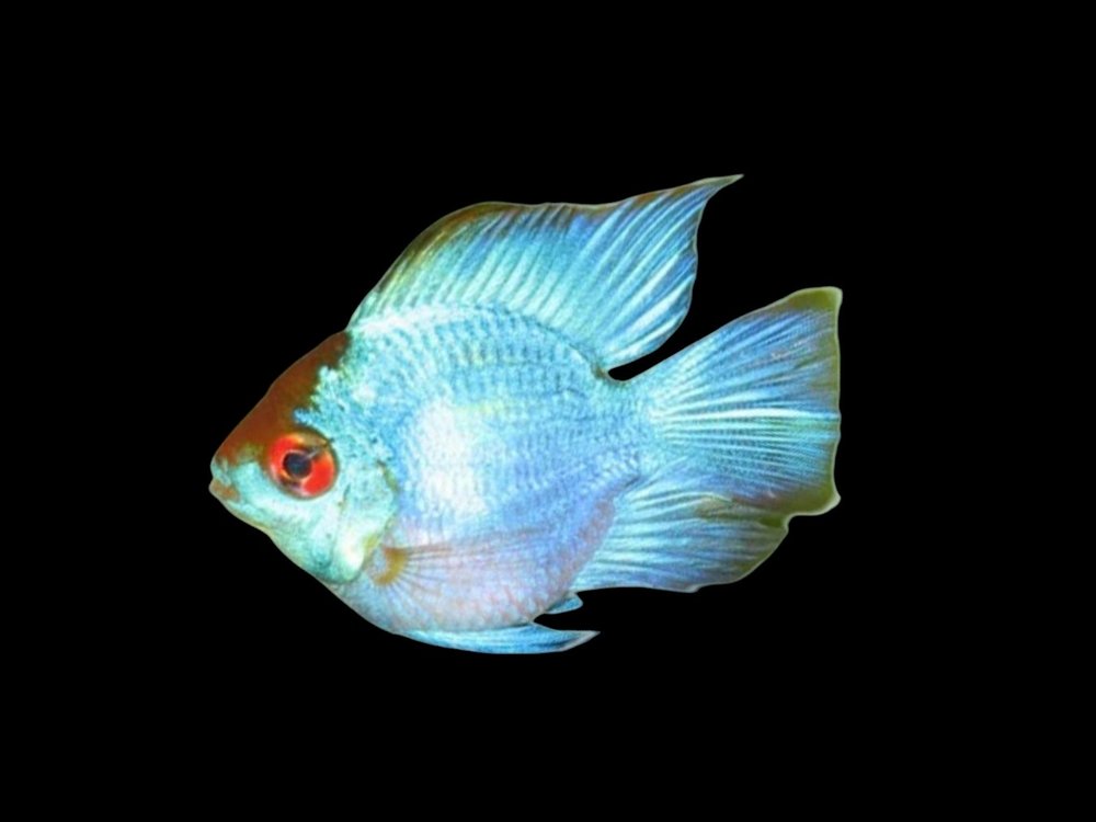 Neon Blue Balloon Ram