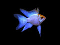 Neon Blue Gold Head Balloon Ram