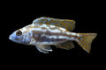 Nimbochromis fuscotaeniatus